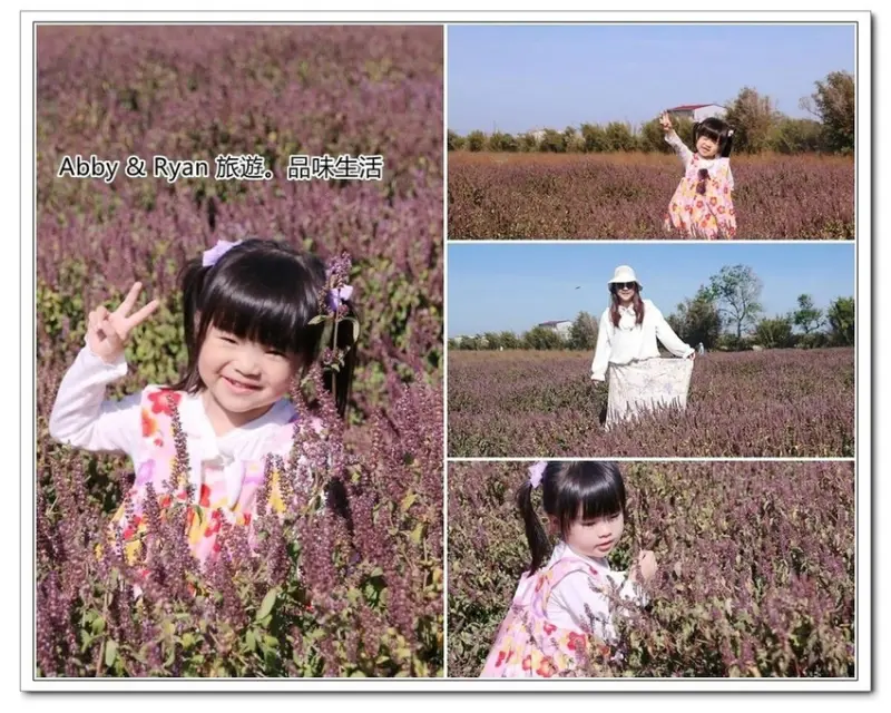 【桃園新屋仙草花田】禾山田農場~紫色花田免費拍。偽出國來到南法普羅旺斯！