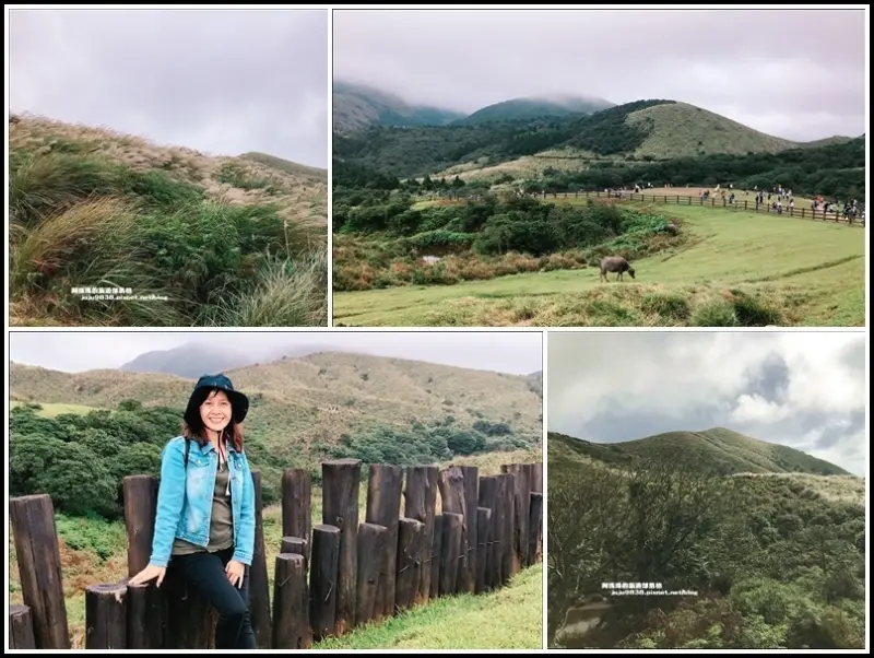 陽明山冷擎步道｜菁山吊橋｜雍來礦場跡地｜擎天崗賞芒花看牛隻漫步大草原