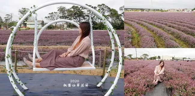 2020桃園仙草花節 ▶ 楊梅仙草花海 ▶ 超浪漫粉紫色花海、微見仙境 仙草花海地點、交通管制、接駁資訊 11/28最新花況!