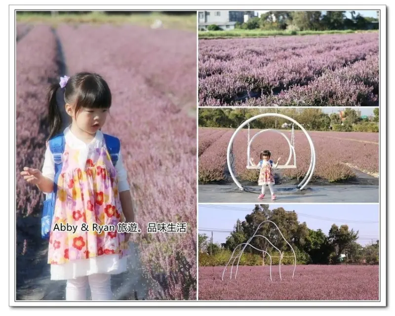 【楊梅仙草花節】楊梅紫色花田仙境~11/28登場。5.8公頃打造紫色仙境！