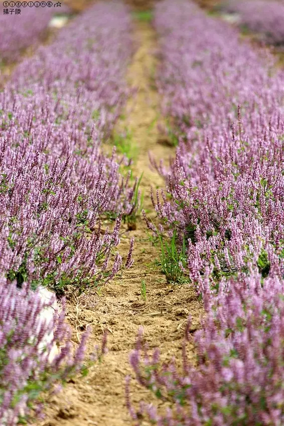 2020桃園仙草花節｜微見仙境，展期：2020/11/28～2020/12/13止｜2020桃園新屋｜仙草花海秘境～