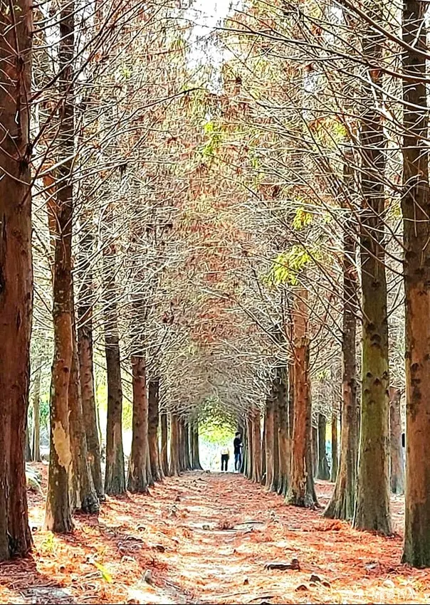 『遊@嘉義』彷彿置身北國風景、唯美又浪漫－中埔落羽松森林祕境