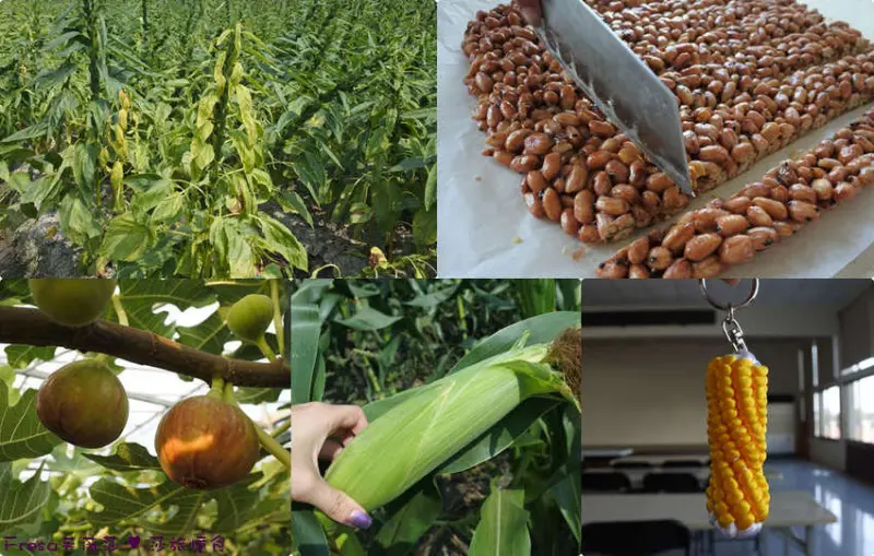 彰化埤頭農會│花生芝麻製油體驗│採玉米│埤頭風味餐│DIY玉米吊飾│DIY花生芝麻糖│有機無花果園 - Fresa芙芮莎♥莎旅憶食