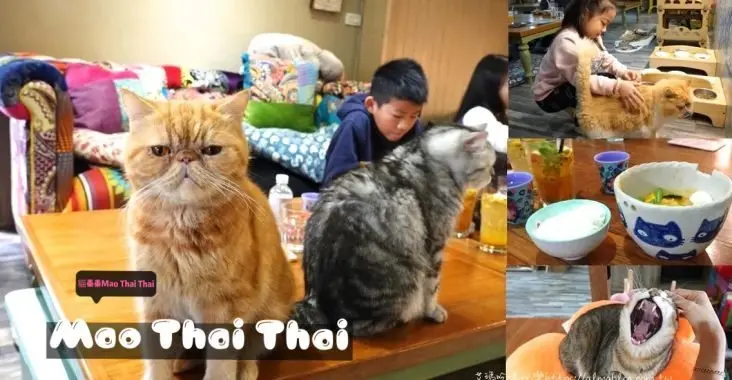 〖貓泰泰 Mao Thai Thai〗開業六年貓咪餐廳！體驗當一個專業貓奴．來者是客貓是主子．泰式料理อาหารไทย
