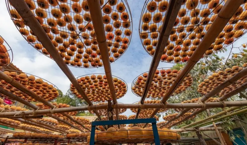 秋冬季節限定的曬柿餅特色風景，月曆上代表豐收的絕佳照片