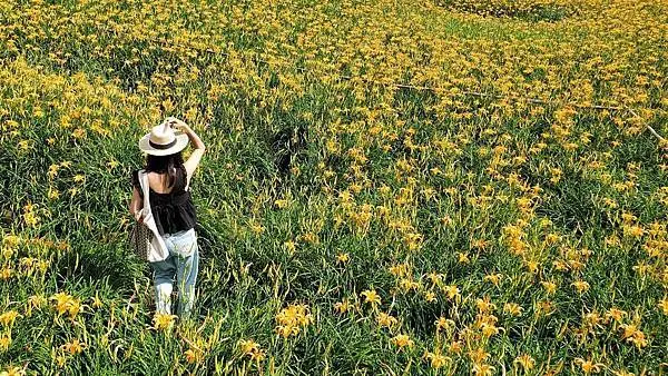 【飛與行的記憶】國內︱花蓮：六十石山金針花海