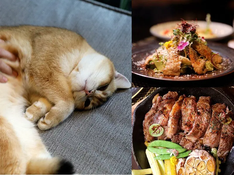 台北貓咪玻璃屋義法餐酒館！超療癒Q萌貓咪 傻萌到讓你神魂顛倒