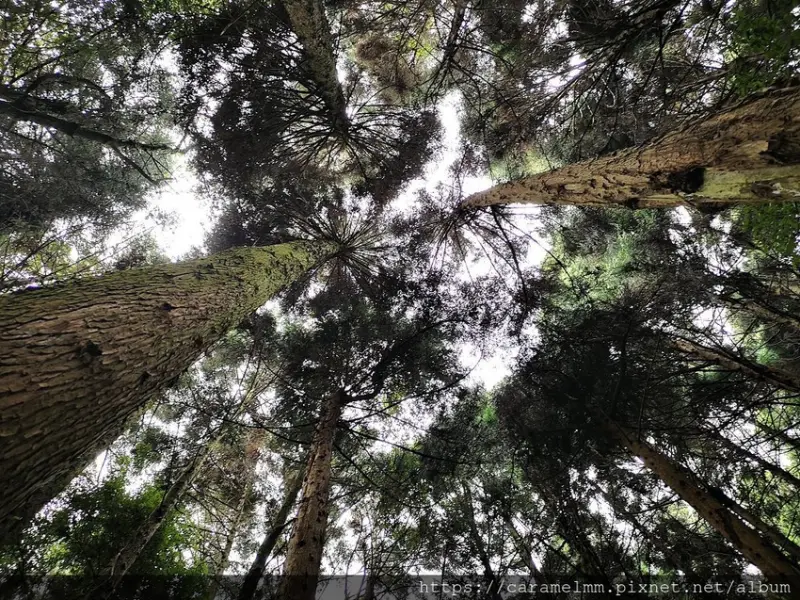 【苗栗泰安】東洗水山登山步道 雪見遊憩區 鐵腿健行GoGoGo 雪霸國家公園 苗栗一日遊 苗栗健行 苗栗景點