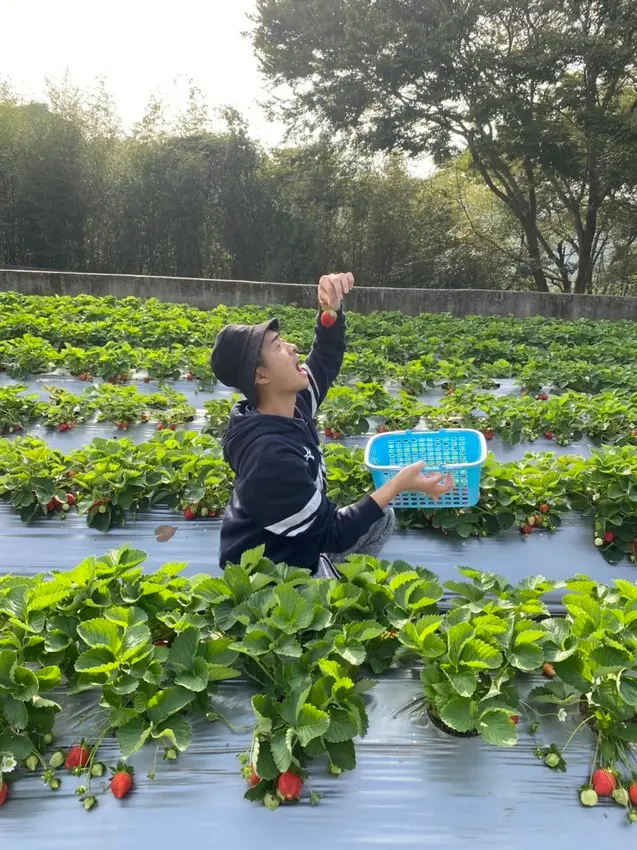 大湖草莓 │ 自採草莓 │ 瘋小莓 │大湖採草莓 │苗栗大湖