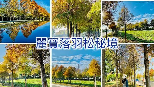 台中最新無料落羽松秘境│麗寶隱藏版落羽松大道│季節限定美景│長達1公里落羽松大道│異國風情浪漫指數破表