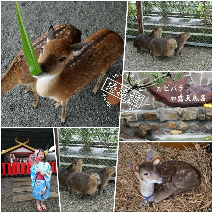 宜蘭景點  ▏新萌主報到！張美阿嬷農場，超人氣水豚君駕到！還能跟可愛梅花鹿互動拍照喔～ @捲捲頭 Wonderful 品味。生活