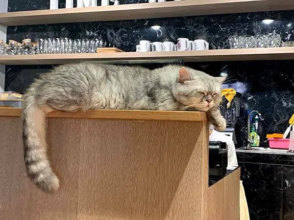 貓食光_201217_3.jpg