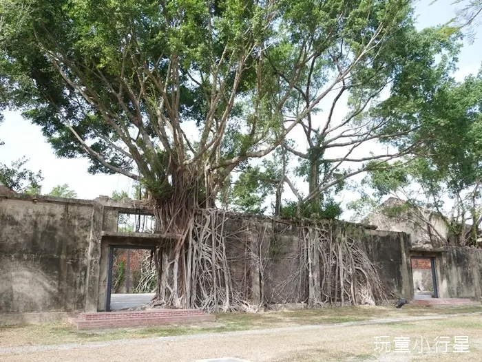 騎鐵馬到蔗香驛站，看緊握倉庫的老樹群，用樹根寫著鹽水車站昔日風華/糖鐵（甜覓）自行車道