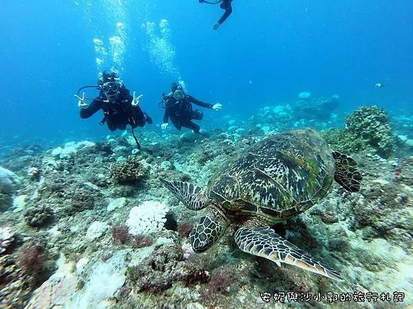 【小琉球潛水】居琉潛水背包客棧  來去小琉球潛水看海龜