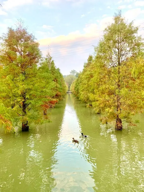 機車旅｜苗栗 三灣落羽松秘境