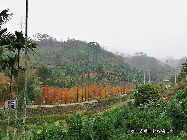 三灣落羽松秘境/美食窩客 小姿媽艾莉提供，未經許可不得轉載