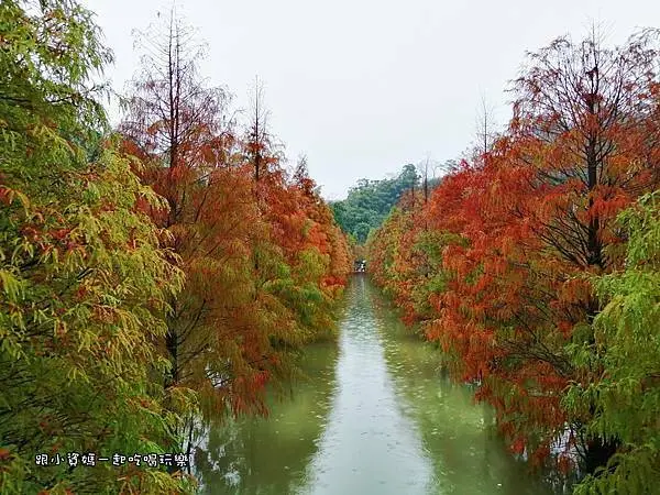 三灣落羽松秘境/美食窩客 小姿媽艾莉提供，未經許可不得轉載