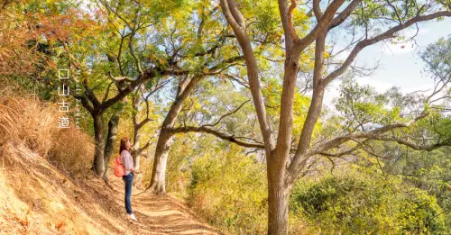 聽，風拂過古道的聲音︱苗栗造橋口山古道