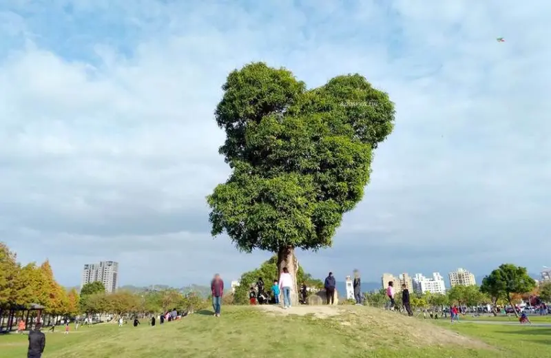 南興公園米奇樹。北屯萬坪親子公園，落羽松大道，台中網紅熱門拍照打卡景點 - 🍎 蘋果話日常🍎