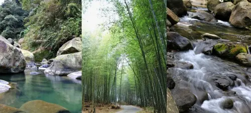 【南投‧鹿谷】延溪竹林步道‧鹿谷竹林秘境，原始竹林彷彿置身嵐山，夏日溯溪的好地方