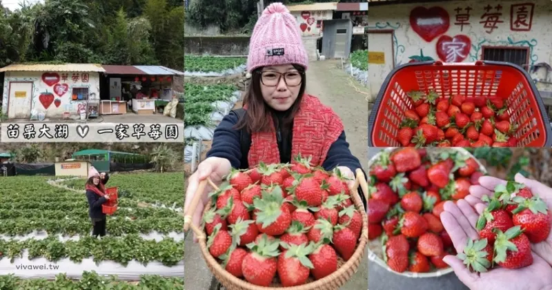 苗栗大湖美食旅遊｜『一家草莓園』在地人推薦的隱藏版草莓園~滿園都是大草莓～品質和價格不會讓你失望! - 瑋瑋＊美食萬歲