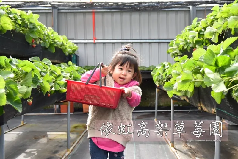 苗栗大湖鄉-依虹高架草莓園 ✔可推嬰兒推車✔四種草莓品種✔環境乾淨