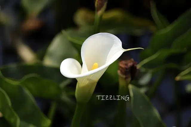 2021竹子湖海芋季｜2021陽明山海芋季，活動日期：2021.03.26～2021.04.25～