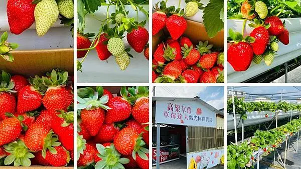 苗栗採草莓│公館草莓達人農場│高架採草莓秘境包場│大顆豔麗紅寶石漂亮登場│大湖草莓季2021