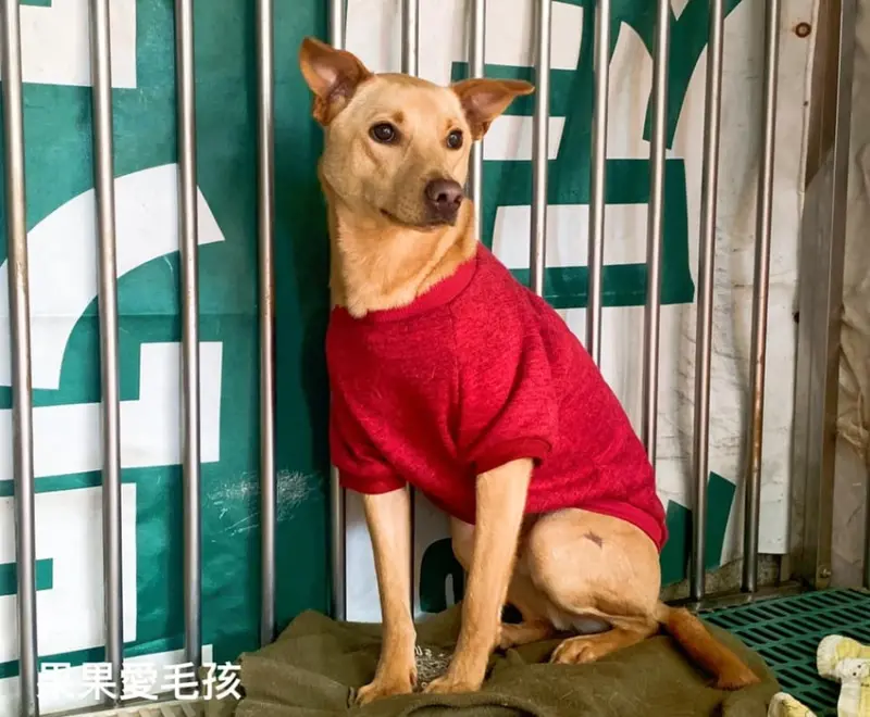 犬山居/台灣同伴動物扶助協會