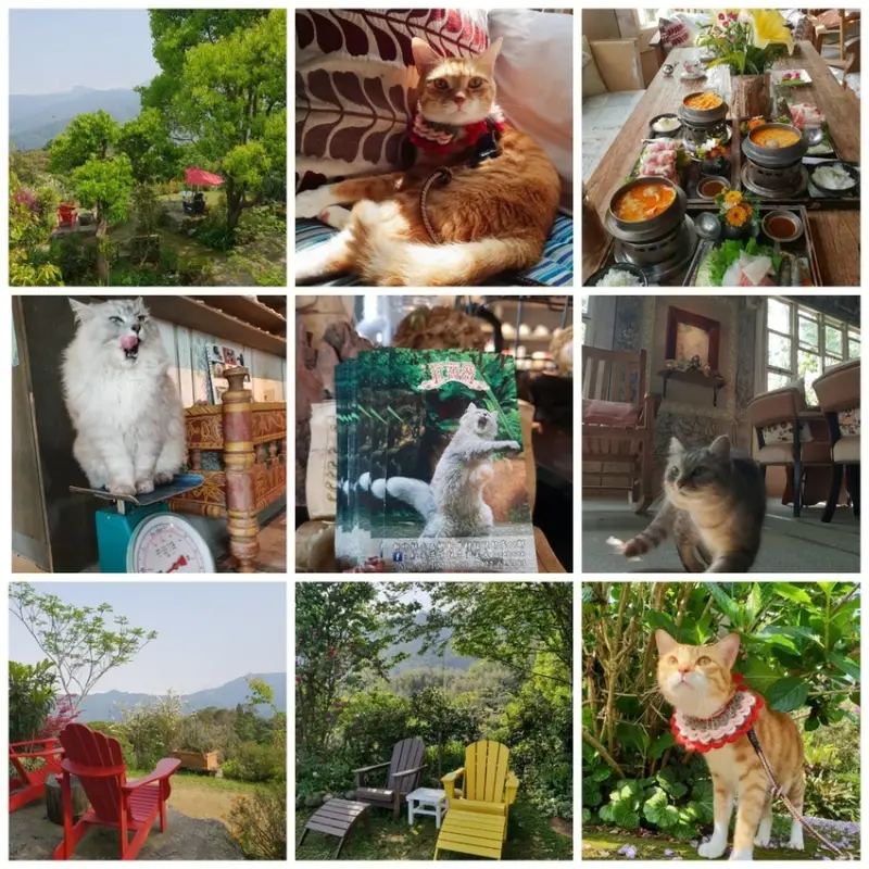 【新竹.尖石鄉】紅薔薇景觀餐廳。寵物友善餐廳。內有店貓十隻。整個餐廳光線超好超好拍
