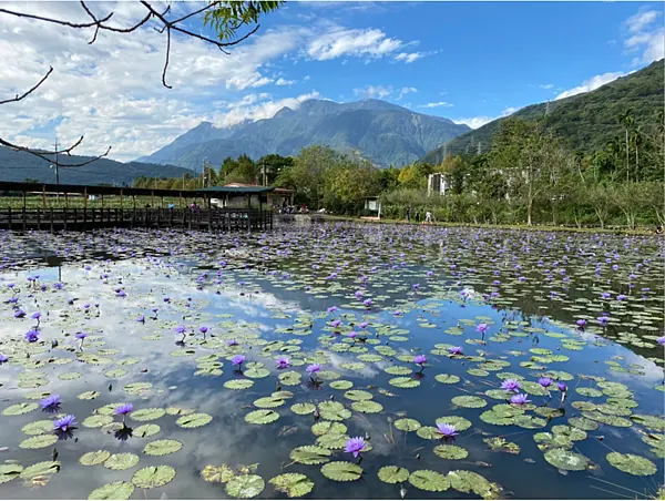 【花蓮景點￭吉安鄉】蓮城蓮花園 x 免收門票！還有免費蓮花茶任君嚐！║ 花蓮景點、吉安鄉景點