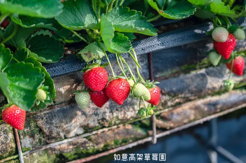 ｜苗栗景點｜如意高架牛奶草莓，馬拉邦山下如茶園般景色的草莓園，邊採草莓邊欣賞優美景色 - Hallo！Im 婷兒