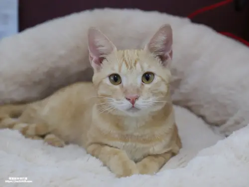 貓頭目貓咪旅館 - 給貓咪一個獨立優質頂級住宿套房 / 貓咪中途收費領養