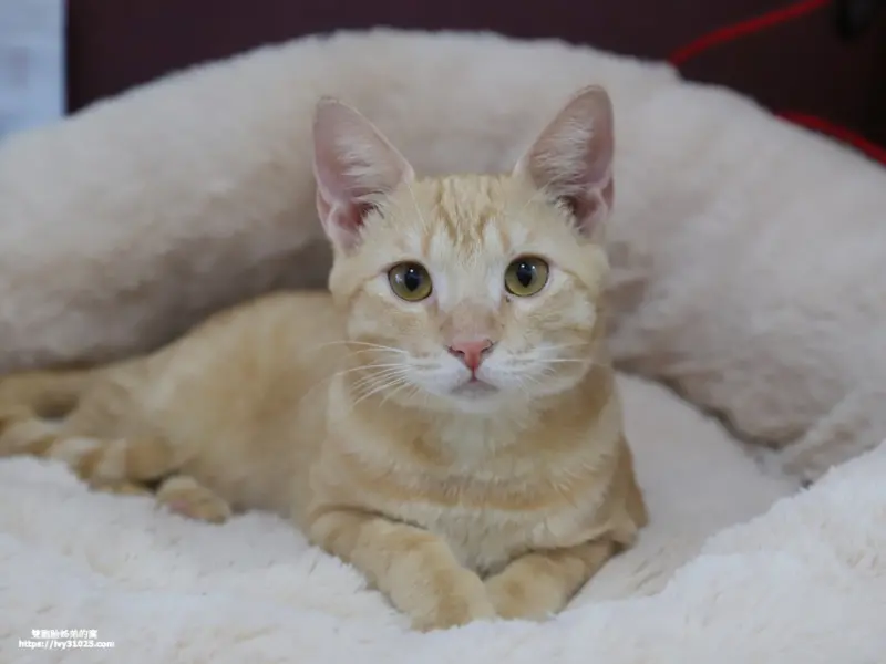 貓頭目貓咪旅館 - 給貓咪一個獨立優質頂級住宿套房 / 貓咪中途收費領養