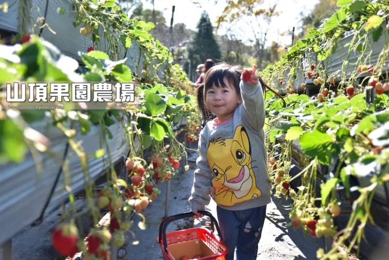 苗栗大湖鄉-山頂果園農場➠90%豐香品種(濃濃草莓香哦!)