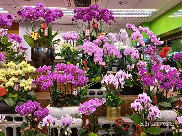 2025台北花市🌸｜內湖花市｜台北花市花禮想｜2025春節營業日期：2025/01/24~01/28除夕中午12點，全區 A、B館24小時營業，連續108小時不打烊！