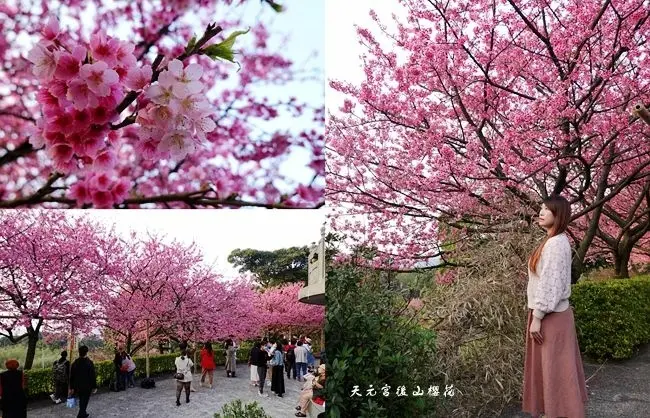 北部賞櫻勝地 ▶ 2021天元宮櫻花 ▶ 天元宮後山三色櫻、寒櫻滿開 新北市賞櫻熱門景點、2021最新花況!