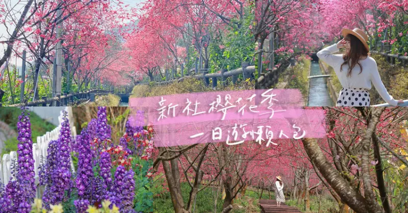 台中景點 || 新社櫻花季・新社賞花景點一日遊懶人包！新社花海