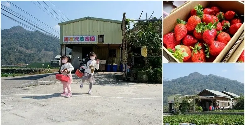 苗栗大湖舞夜天高架草莓園。大湖草莓園高架地面一次兩種體驗