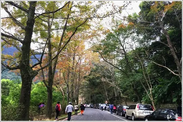 大溪︱石門水庫楓情萬種，衝一波深秋美景