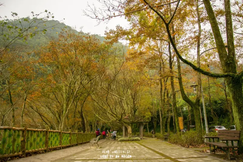 Taoyuan｜桃園‧大溪｜楓葉漸紅，漫步在槭林步道與楓林小徑，感受不一樣季節的石門水庫