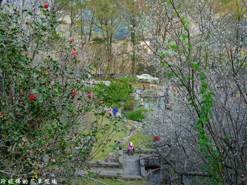 【桃園-大溪區】2020石門水庫槭林公園賞梅