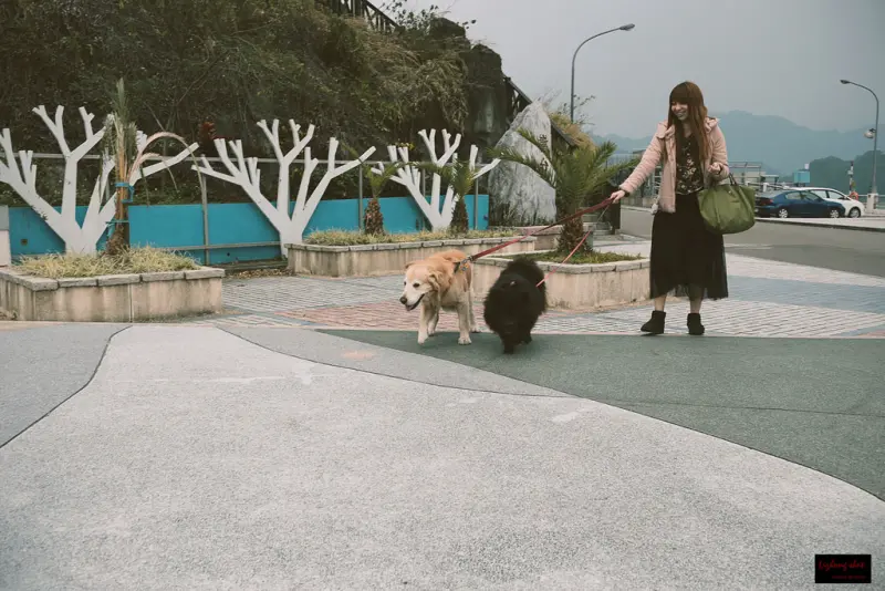 石門水庫的雙狗出任務