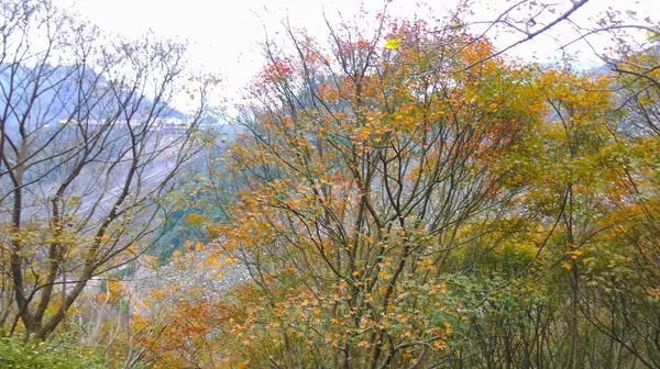 2014 桃園石門水庫 楓葉紅了