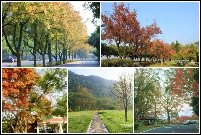 桃園。季節限定石門水庫楓好紅