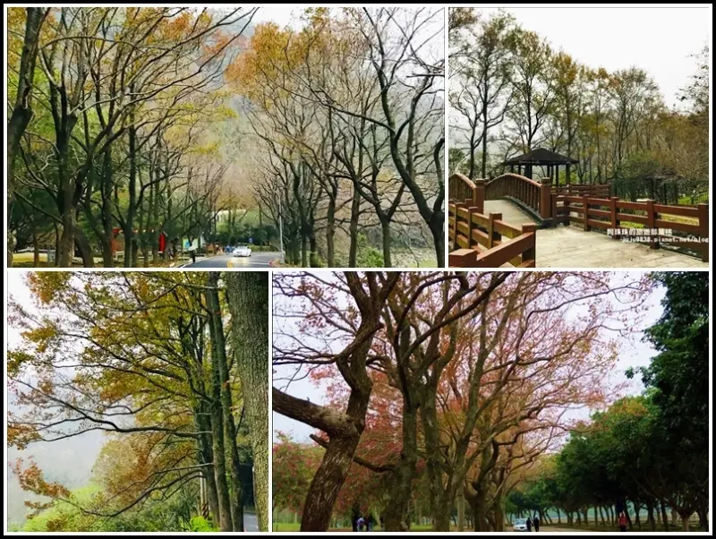 季節限定。石門水庫賞楓行