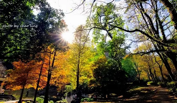 【龍潭 / 賞楓】石門水庫 - 溪洲公園。黃金落羽松洋溢北國風情