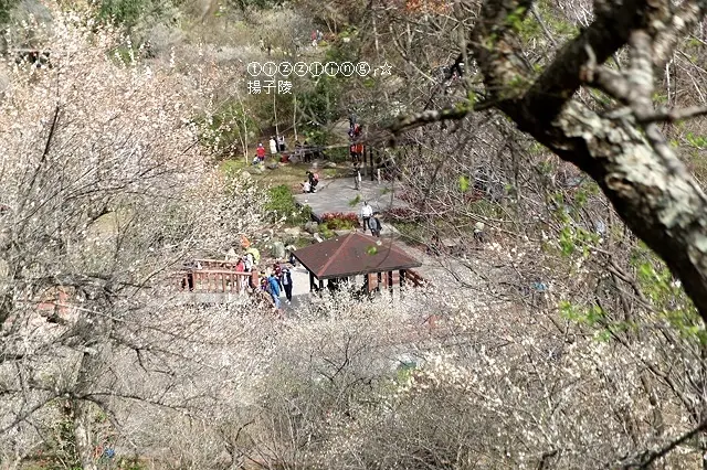 2021桃園石門水庫梅花開｜漫步梅花林，清聞梅花香～