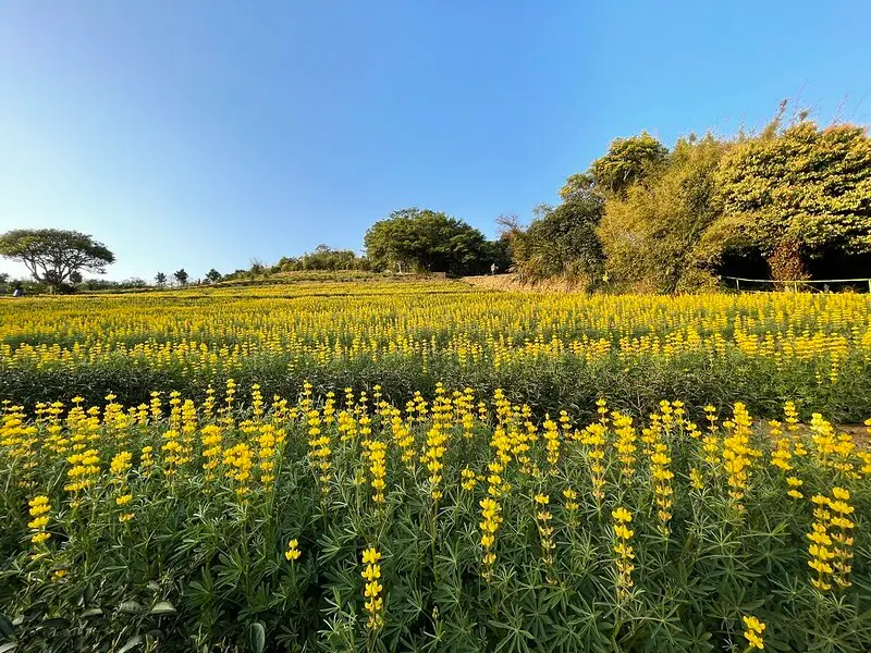 【台灣，桃園市，龍潭】2021魯冰花，金黃花海春意濃～大北坑休閒農業區（龍泉步道）。（2021/02/19花況）
