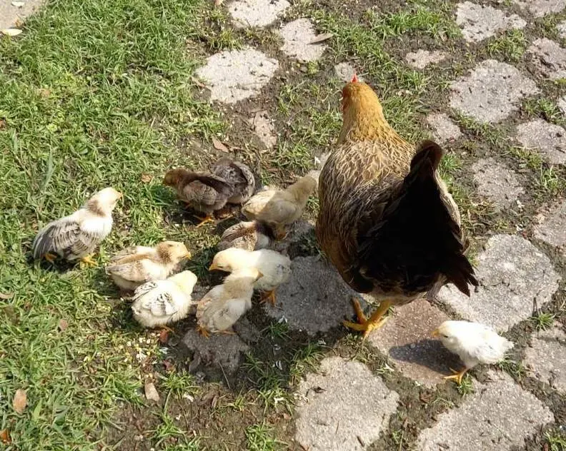 桃園龍潭景點[大北坑休閒農業區] 戀戀魯冰花˙吃喝玩樂盡在其中